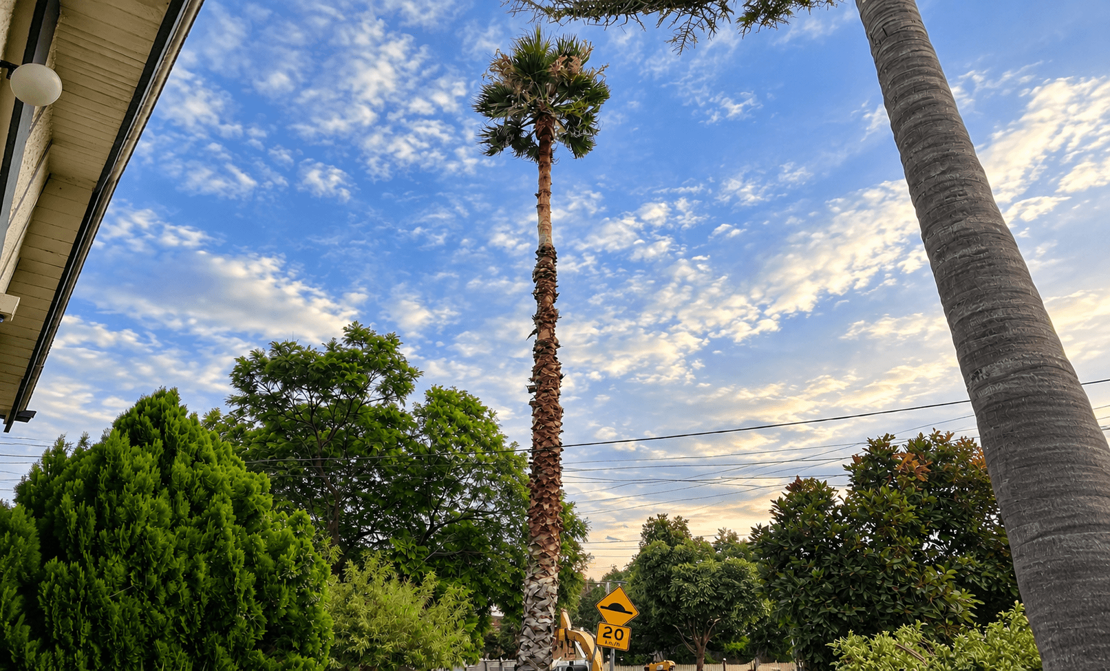 Palm Tree Care