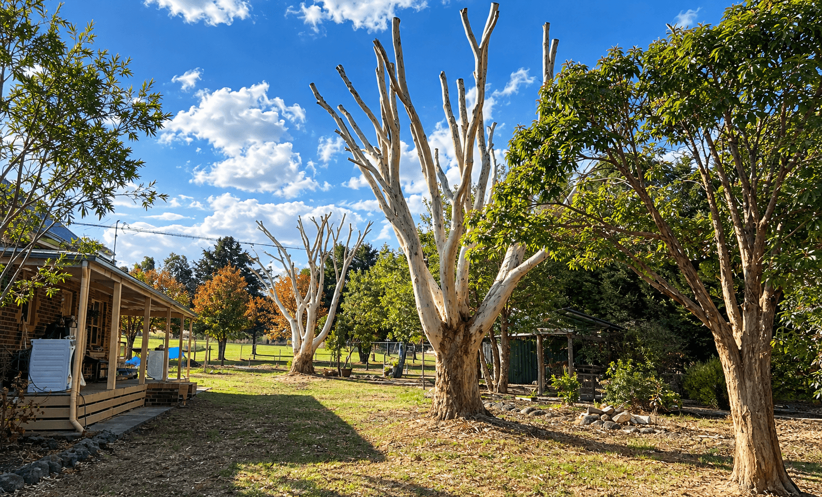 Pruning