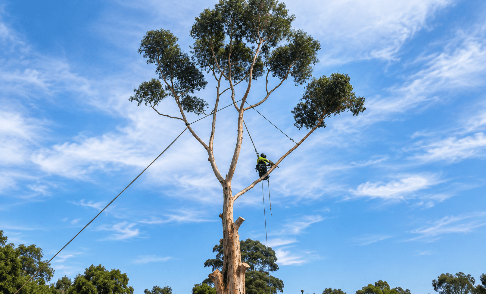 Tree Removal